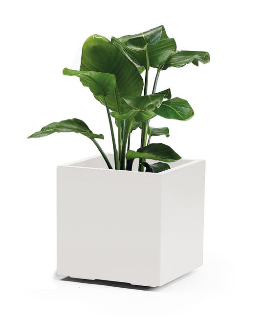 Leroymerlin Coprivaso per piante e fiori KEBE in polipropilene bianco H 40 cm L 40 x P 40 cm 50% di sconto con spedizione gratuita