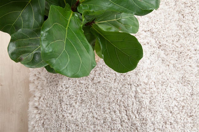 Leroymerlin Tappeto Bold beige L 230 x L 160 cm Offerta speciale della fabbrica